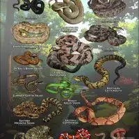 Poster design featuring various species of snake native to Missouri