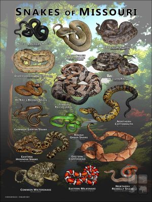 Poster design featuring various species of snake native to Missouri