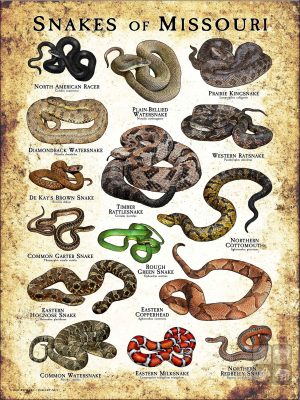 Poster design featuring various species of snake native to Missouri