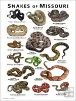 Poster design featuring various species of snake native to Missouri