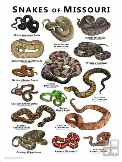 Poster design featuring various species of snake native to Missouri