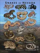 Poster design featuring various species of snake native to Nevada