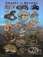 Poster design featuring various species of snake native to Nevada