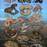 Poster design featuring various species of snake native to Nevada