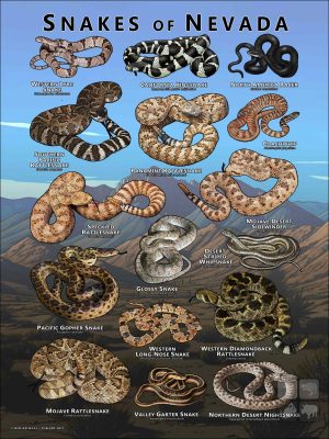 Poster design featuring various species of snake native to Nevada