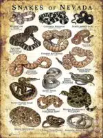 Poster design featuring various species of snake native to Nevada