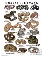 Poster design featuring various species of snake native to Nevada