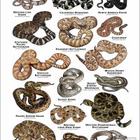 Poster design featuring various species of snake native to Nevada