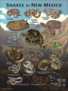 Poster design featuring various species of snake native to New Mexico