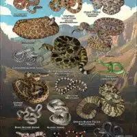 Poster design featuring various species of snake native to New Mexico