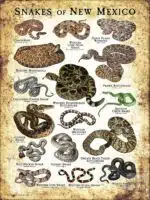 Poster design featuring various species of snake native to New Mexico