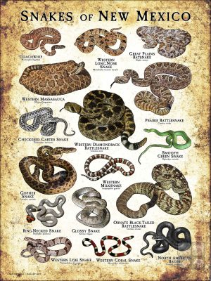 Poster design featuring various species of snake native to New Mexico