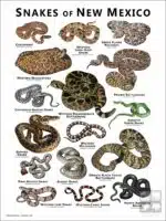 Poster design featuring various species of snake native to New Mexico