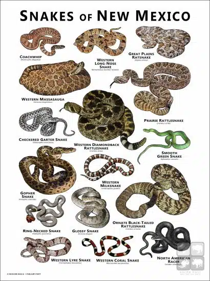 Poster design featuring various species of snake native to New Mexico