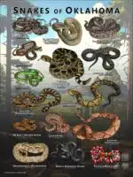 Poster design featuring various species of snake native to Oklahoma