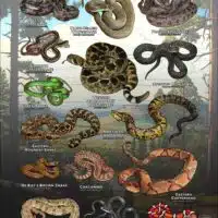 Poster design featuring various species of snake native to Oklahoma