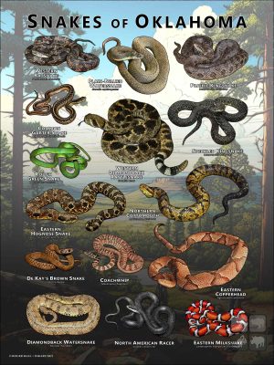 Poster design featuring various species of snake native to Oklahoma