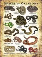 Poster design featuring various species of snake native to Oklahoma