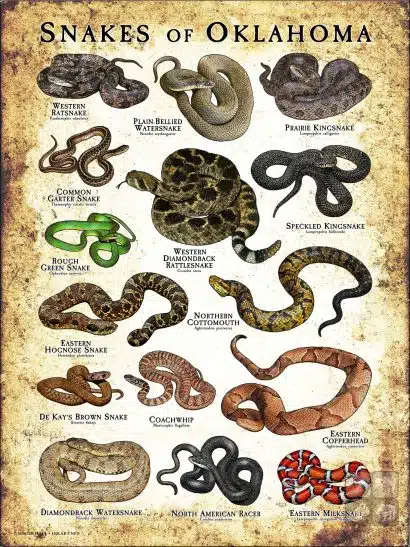 Poster design featuring various species of snake native to Oklahoma