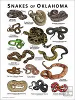 Poster design featuring various species of snake native to Oklahoma