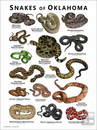 Poster design featuring various species of snake native to Oklahoma