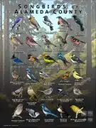 Songbirds of Alameda County, California poster print