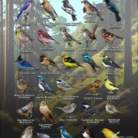 Songbirds of Alameda County, California poster print