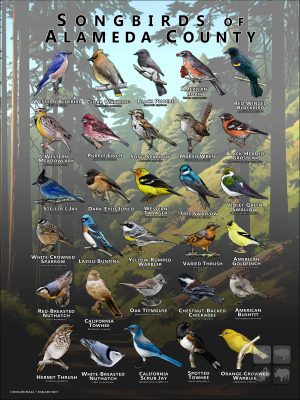 Songbirds of Alameda County, California poster print