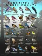 Songbirds of Marin County, California poster print