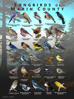 Songbirds of Marin County, California poster print