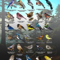 Songbirds of Marin County, California poster print