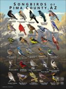 Songbirds of Pima County, Arizona poster print