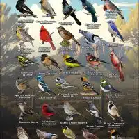 Songbirds of Pima County, Arizona poster print