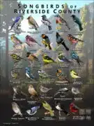 Songbirds of Riverside County, California poster print