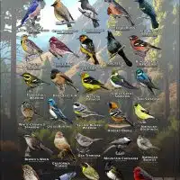 Songbirds of Riverside County, California poster print