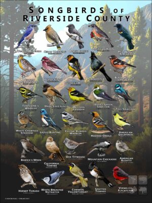 Songbirds of Riverside County, California poster print