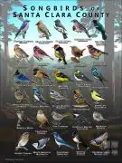 Songbirds of Santa Clara County, California poster print