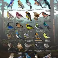 Songbirds of Santa Clara County, California poster print