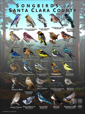 Songbirds of Santa Clara County, California poster print