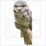 Tawny Frogmouth illustration