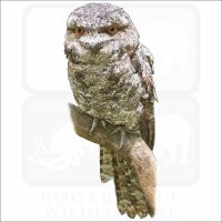 Tawny Frogmouth illustration