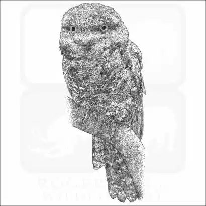 Tawny Frogmouth black and white drawing