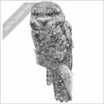Tawny Frogmouth black and white stock art drawing