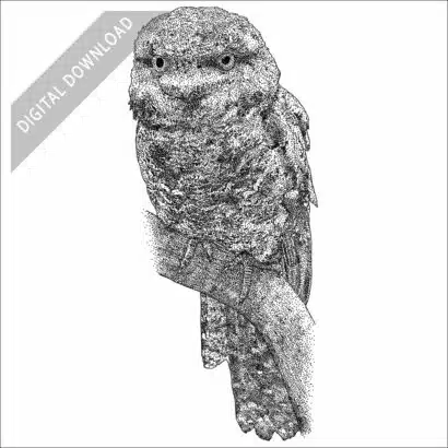 Tawny Frogmouth black and white stock art drawing