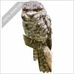 Tawny Frogmouth stock art drawing