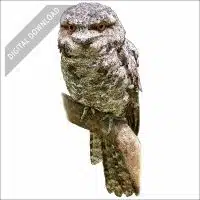 Tawny Frogmouth stock art drawing