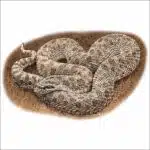 Western Hognose Snake illustration