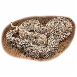 Western Hognose Snake illustration