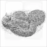 Western Hognose Snake black and white drawing