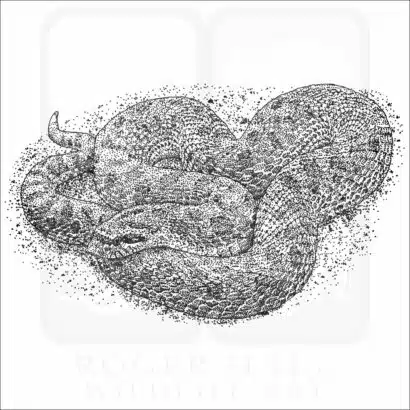 Western Hognose Snake black and white drawing